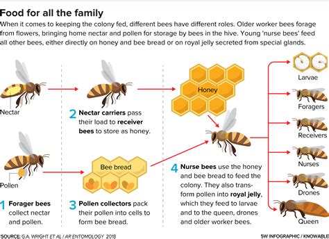 The Science Behind Bee Venom Therapy